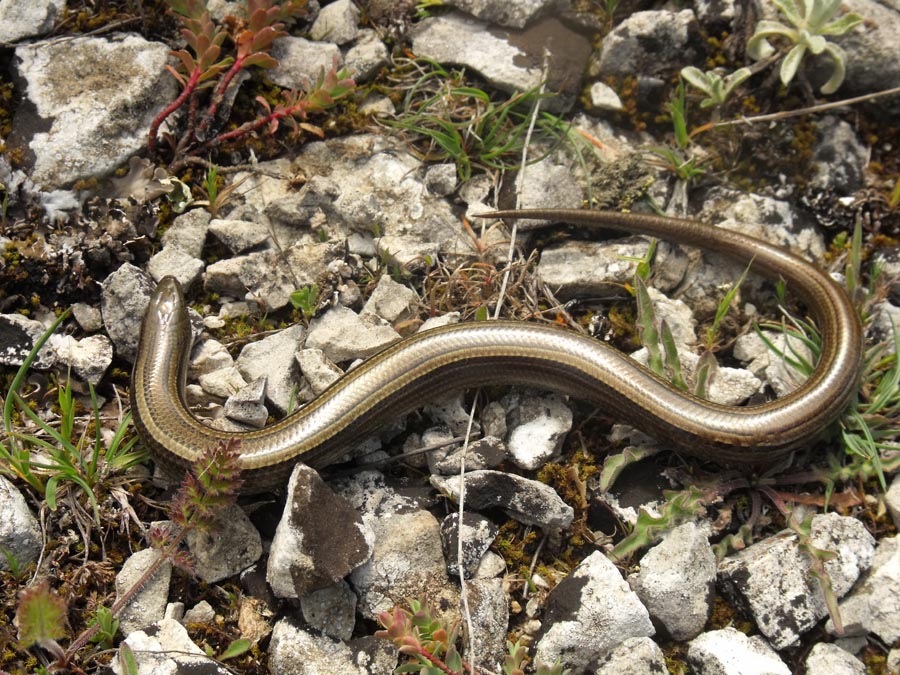 Chalcides chalcides